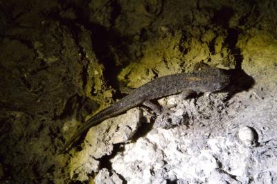 Triton alpestre 