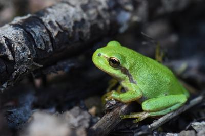 Hyla arborea