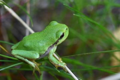 Hyla arborea