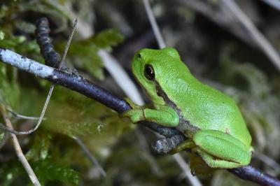 Hyla arborea