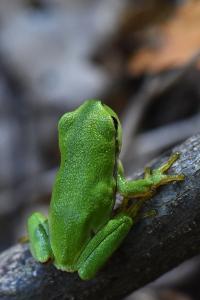 Hyla arborea