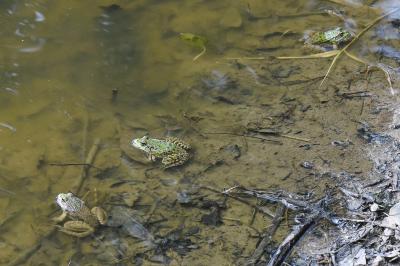 Grenouille verte 