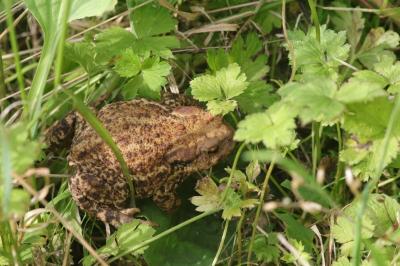 Crapaud commun 
