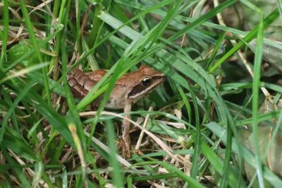 Grenouille agile 