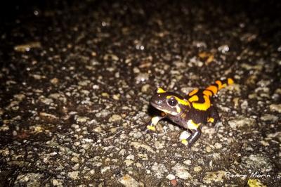 Salamandre tachetée 