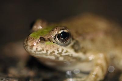 Grenouille verte 