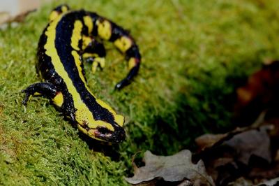 Salamandre tachetée 