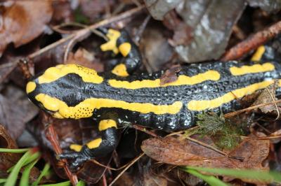 Salamandre tachetée 