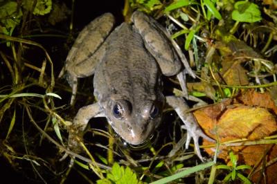 Grenouille verte 