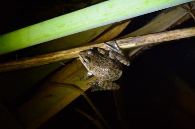 Pelophylax kl. esculentus