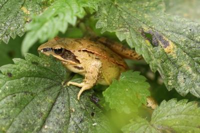 Grenouille agile 
