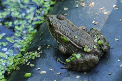 Grenouille verte 