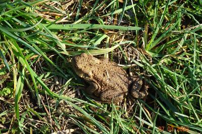 Crapaud commun 