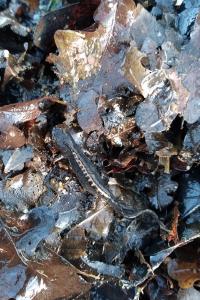 Ichthyosaura alpestris