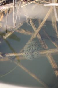 Grenouille agile 