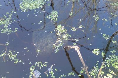 Grenouille agile 