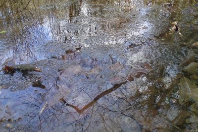 Grenouille rousse 