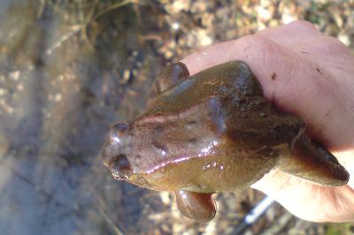 Grenouille rousse 
