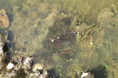 Grenouille rousse 