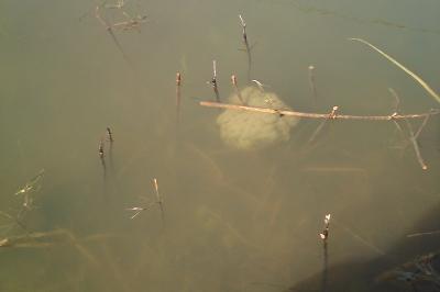 Grenouille agile 