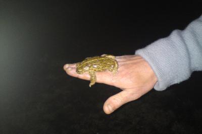 Crapaud calamite 