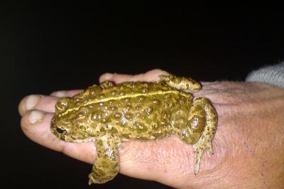 Epidalea calamita