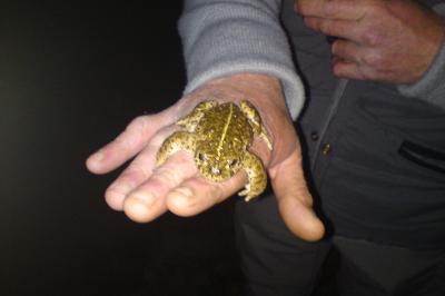 Crapaud calamite 