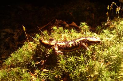Salamandre tachetée 