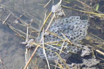 Grenouille agile 