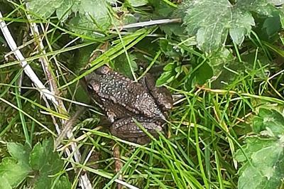 Grenouille verte 