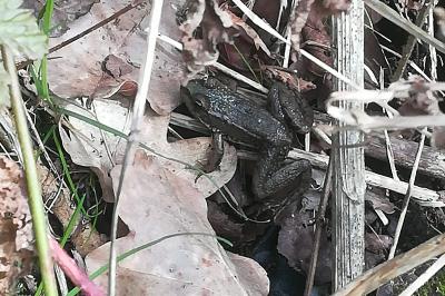 Grenouille verte 