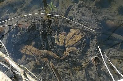 Crapaud commun 