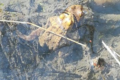 Crapaud commun 