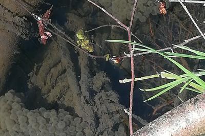 Crapaud commun 