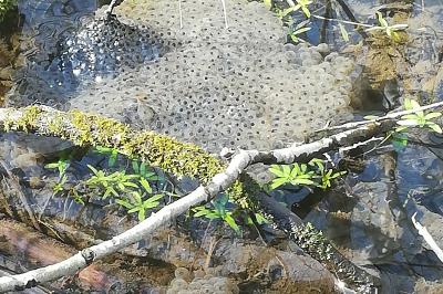 Grenouille rousse 
