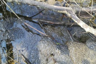 Grenouille rousse 