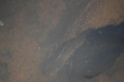 Triton alpestre 