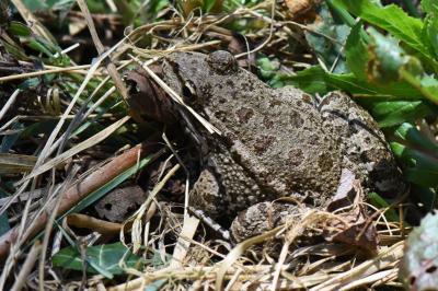 Grenouille verte 