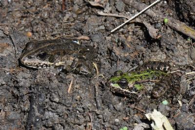 Grenouille verte 