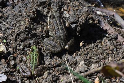 Grenouille verte 