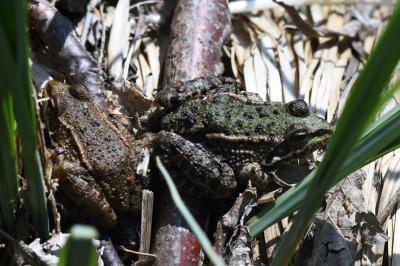 Grenouille verte 