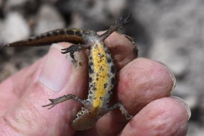 Lissotriton helveticus