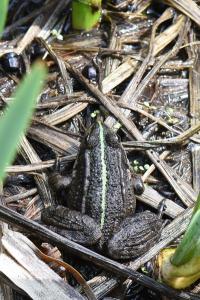 Grenouille verte 