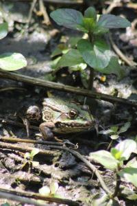 Pélophylax