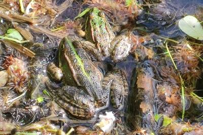 Grenouille verte 