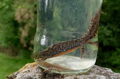 Triton alpestre 