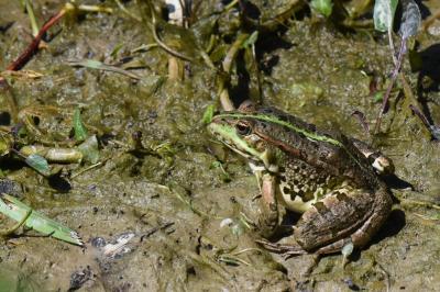 Grenouille verte 
