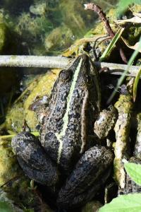 Grenouille verte 