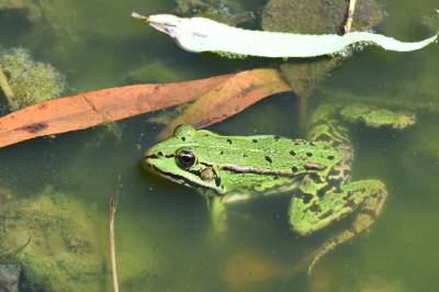 Grenouille verte 