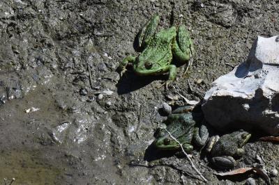 Grenouille verte 